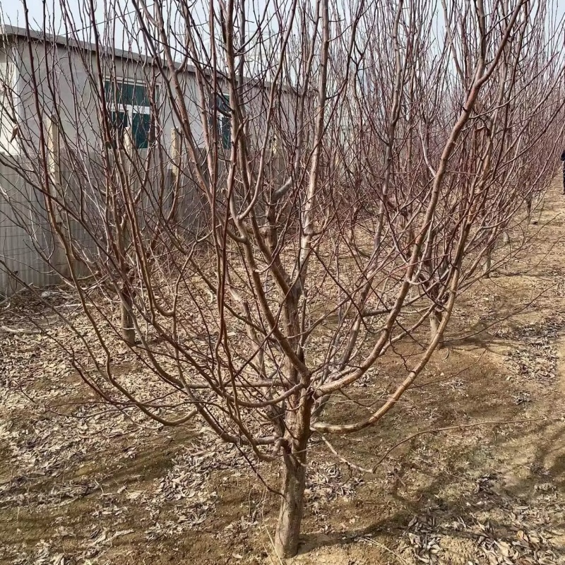 樱桃李子苗品种纯真基地现起现发根系发达成活率高