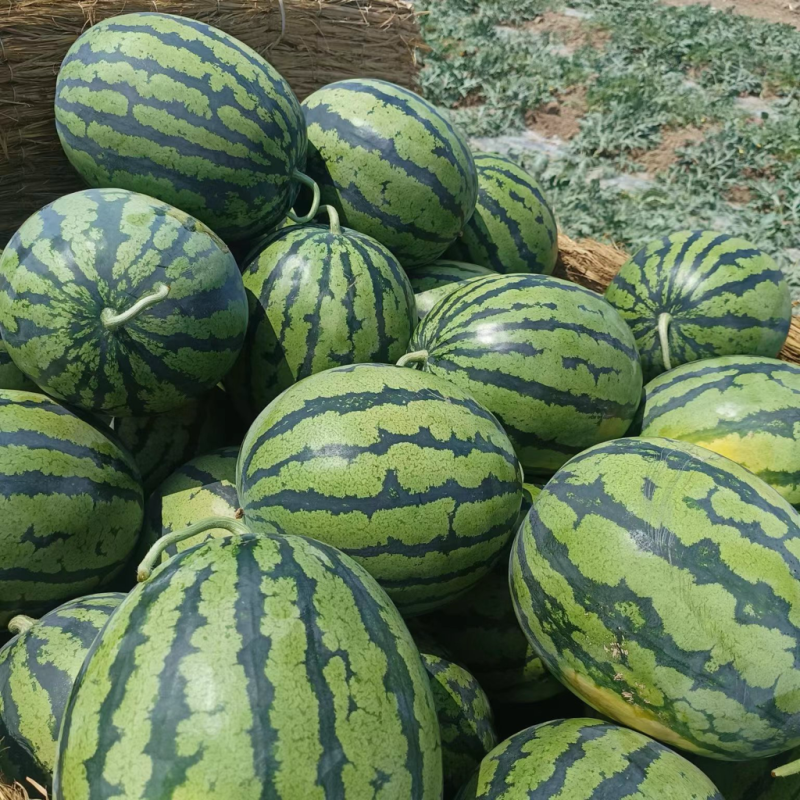 内蒙甜王西瓜，货量足，规格齐全，可视频看货选货