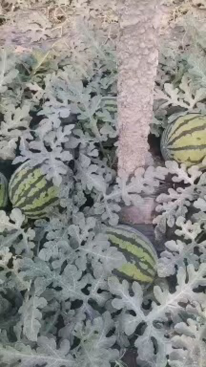 内蒙甜王西瓜，货量足，规格齐全，可视频看货选货