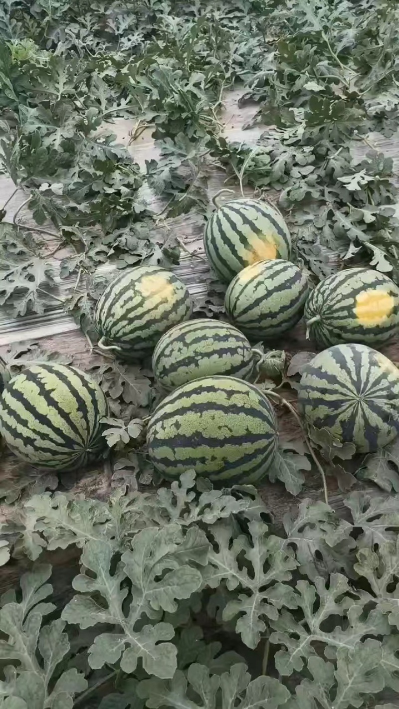 内蒙甜王西瓜，货量足，规格齐全，可视频看货选货