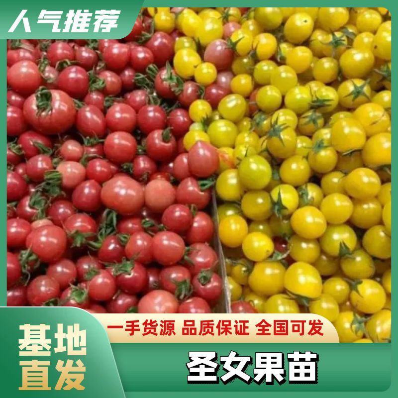 包邮山东潍坊寿光脆甜口小番茄贝贝千禧樱桃各种颜色小番茄苗