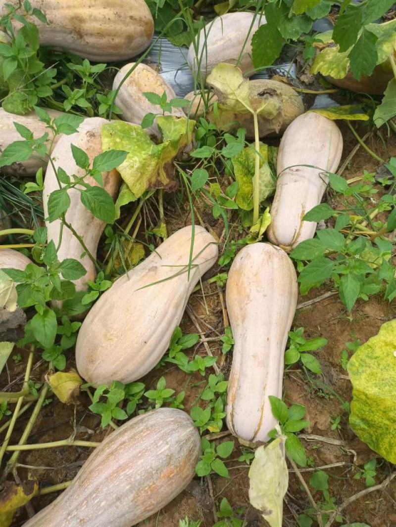 蜜本南瓜广东湛江产地直发，量大从优，保质保量对接全国市场