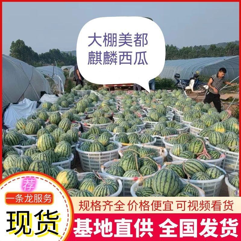 《大棚美都西瓜》农户自产自销包熟包甜价格便宜随到随装