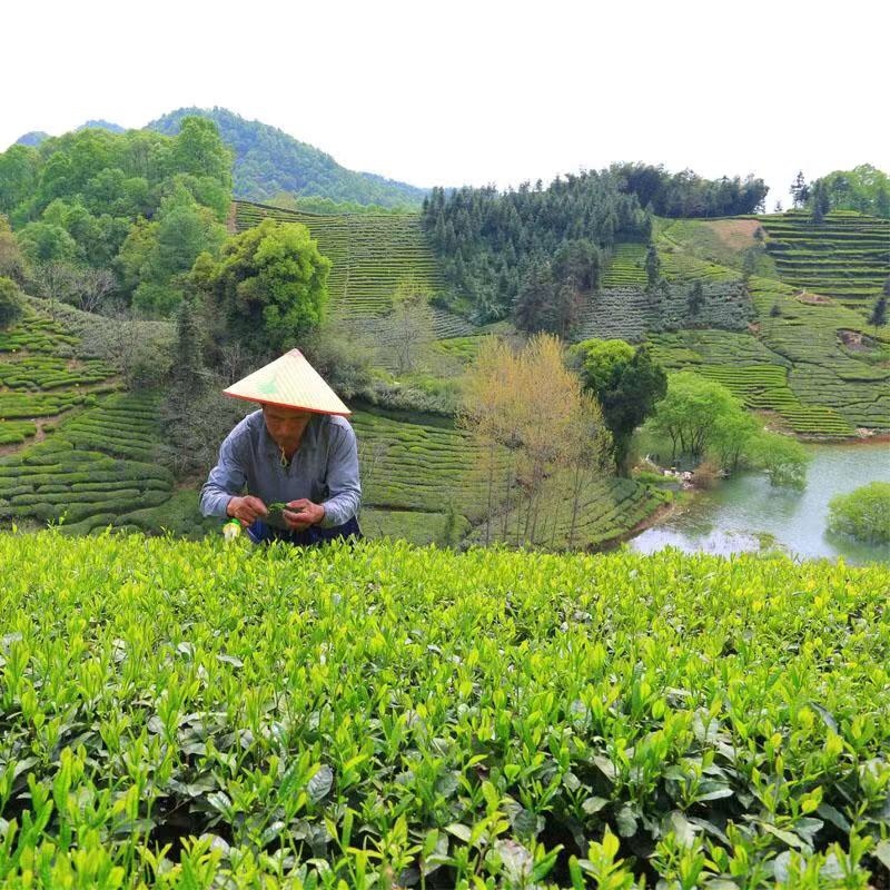推荐安徽黄山毛峰绿茶，产地直发价优，保质欢迎
