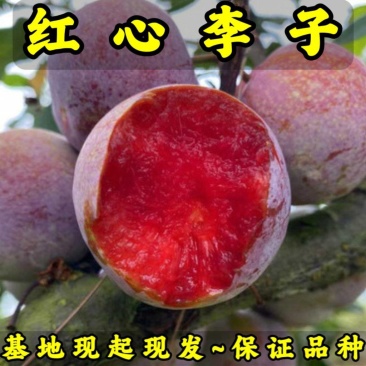 红心李子树苗基地现起现发耐寒新品种李子树苗辽宁果树苗