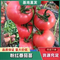 百利硬粉番茄种子种苗高抗TY线虫露天保护地拱棚大面积种植