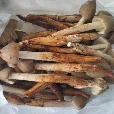 野生鸡枞菌