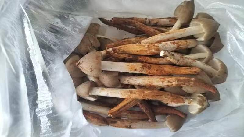 野生鸡枞菌