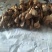 野生鸡枞菌