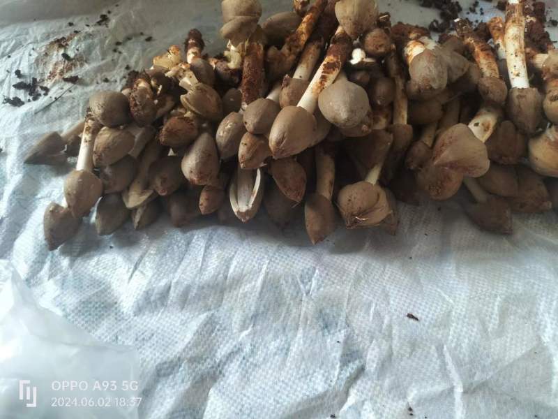野生鸡枞菌