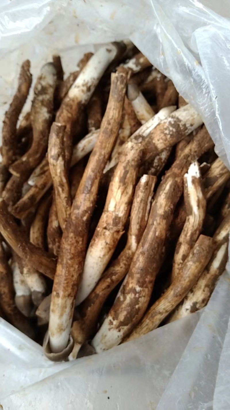 野生鸡枞菌