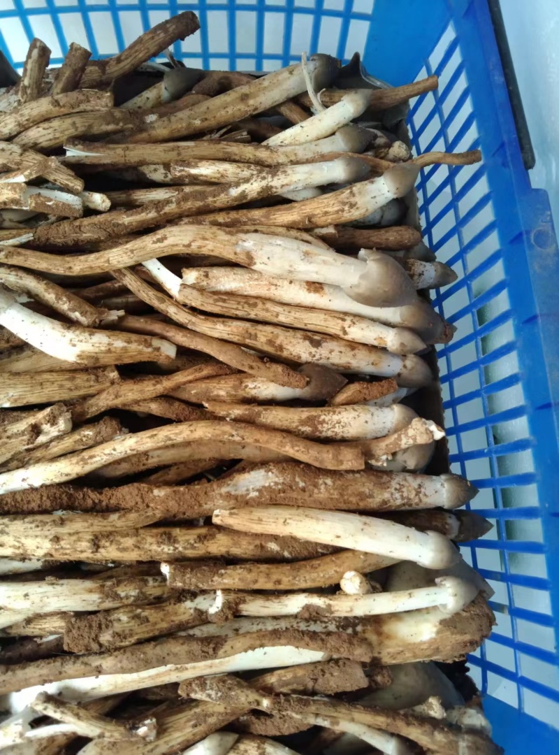 野生鸡枞菌