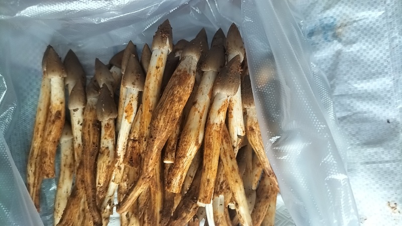野生鸡枞菌