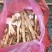 野生鸡枞菌