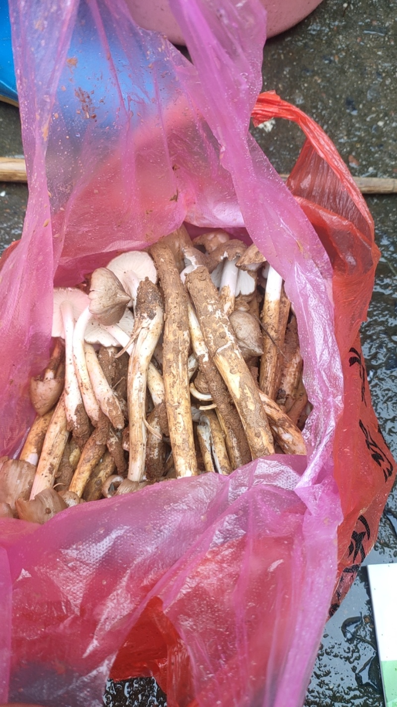 野生鸡枞菌