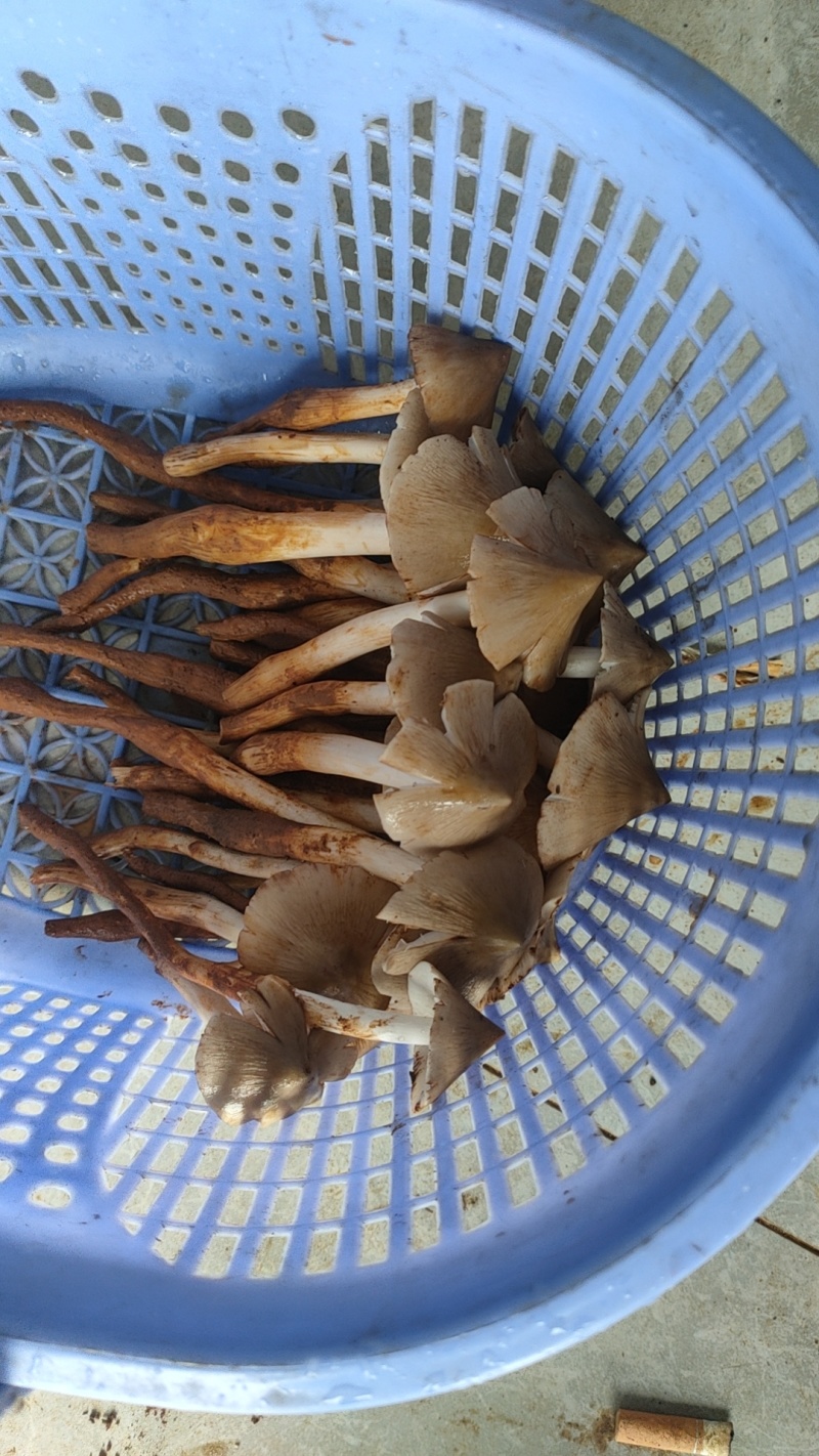 野生鸡枞菌