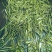 推荐金寨黄芽绿茶黄山毛峰，诚信经营口感香醇欢迎