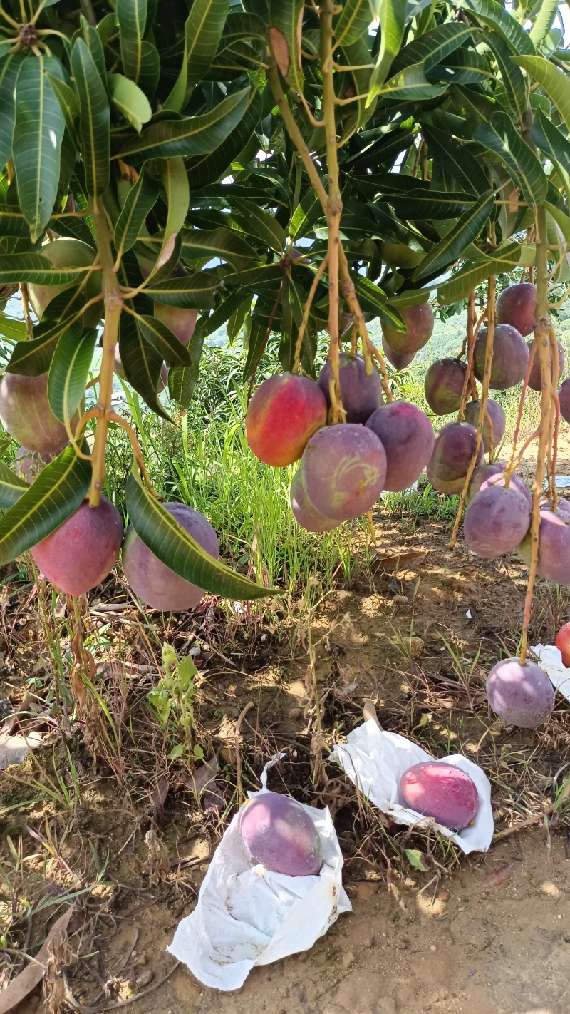 四川攀枝花彩虹芒艾文芒果新世纪芒果圣心芒果吉禄太阳之子