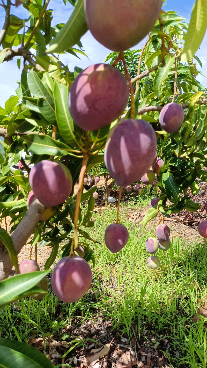 四川攀枝花彩虹芒艾文芒果新世纪芒果圣心芒果吉禄太阳之子