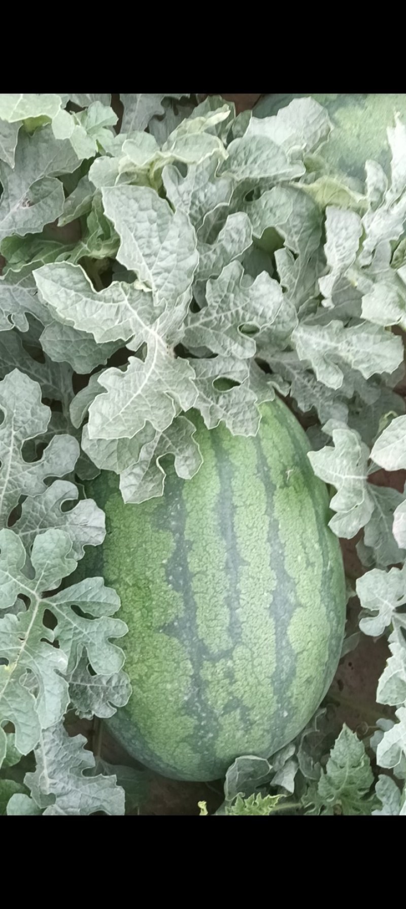 批发优质西瓜