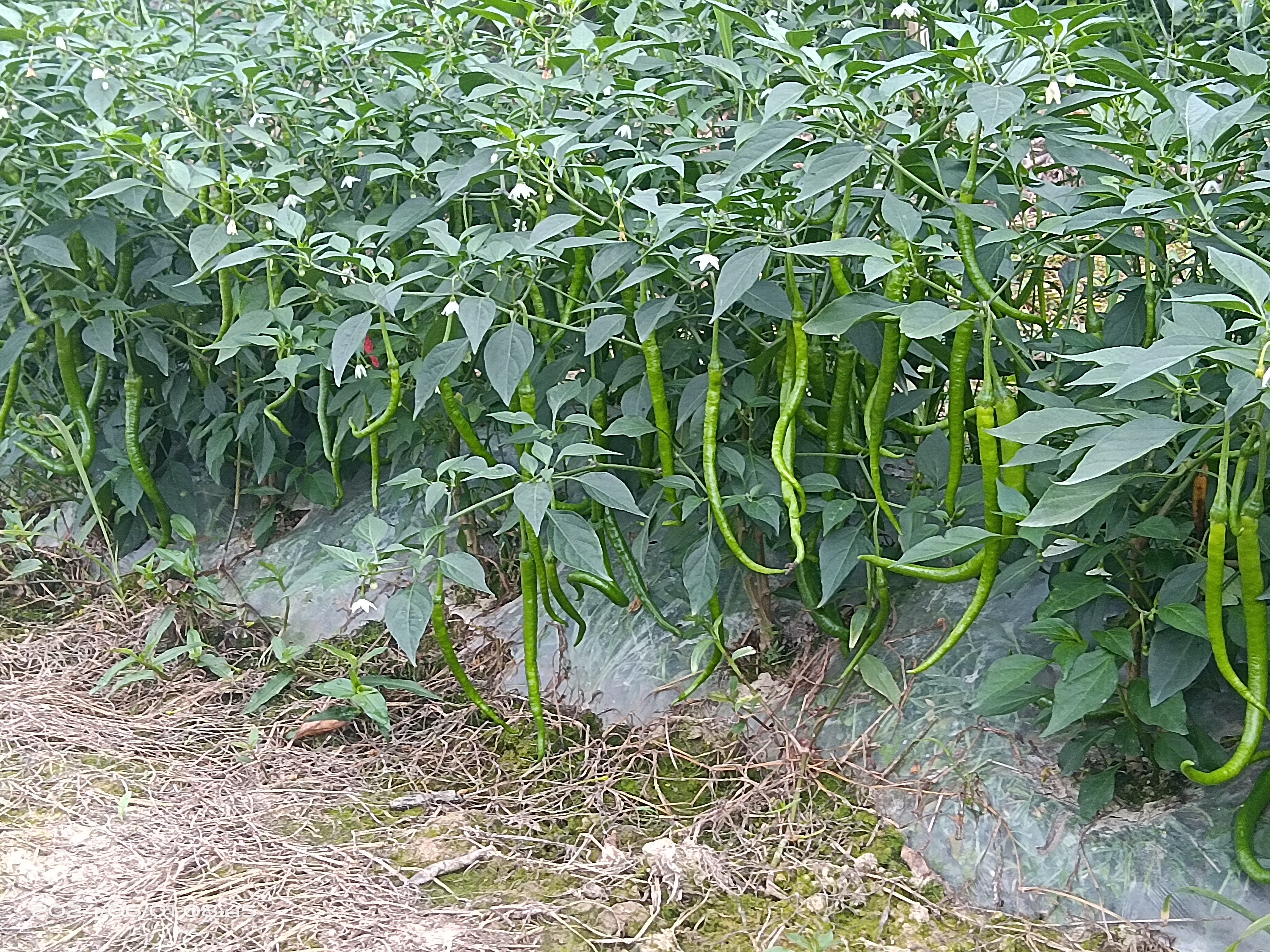 两种辣椒并排展示:左侧为簇生朝天型小米椒,果实细长直立,表面光滑有光泽,颜色青绿转红;右侧为大型牛角状大青椒,果体粗壮饱满,表皮深绿且具明显棱沟,蒂部宽大 小米椒与大青椒对比图