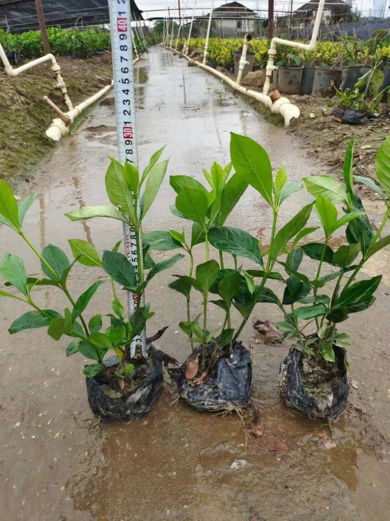 大叶栀子花中叶栀子花小叶栀子花基地直销质量优质