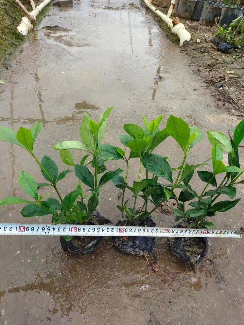 大叶栀子花中叶栀子花小叶栀子花基地直销质量优质