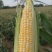 水果玉米