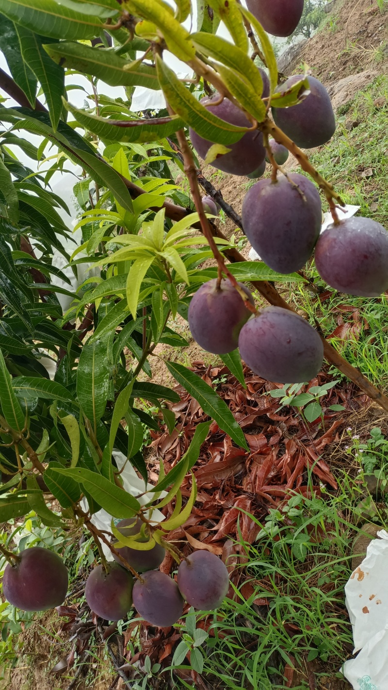 四川攀枝花彩虹芒艾文芒果新世纪芒果圣心芒果吉禄太阳之子