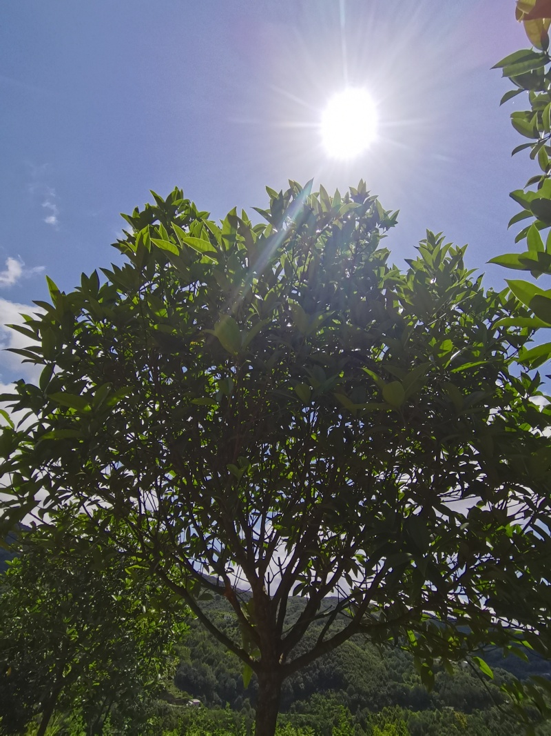 大量苗木出售桂花