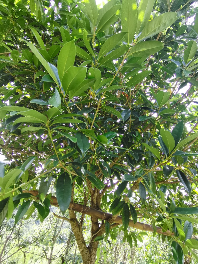 大量苗木出售桂花