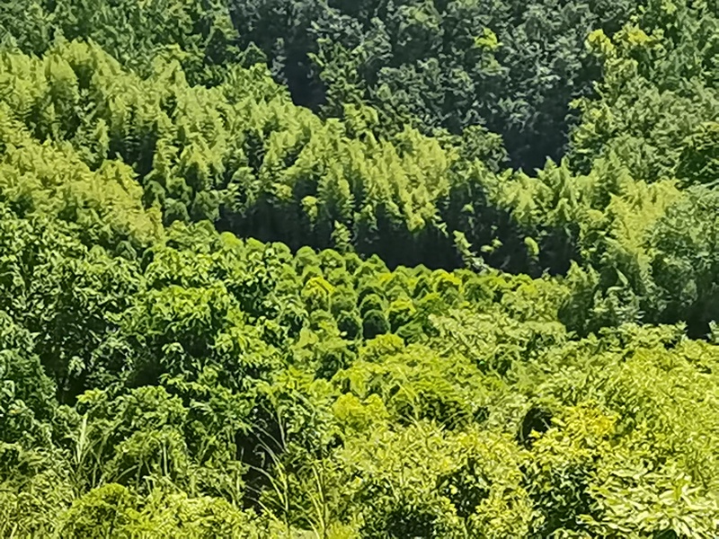 大量苗木出售桂花