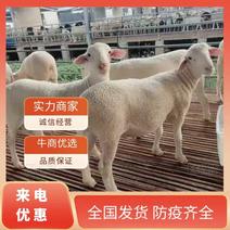 【实力商家】内蒙古精品绵羊全国发货肉质好保质保量
