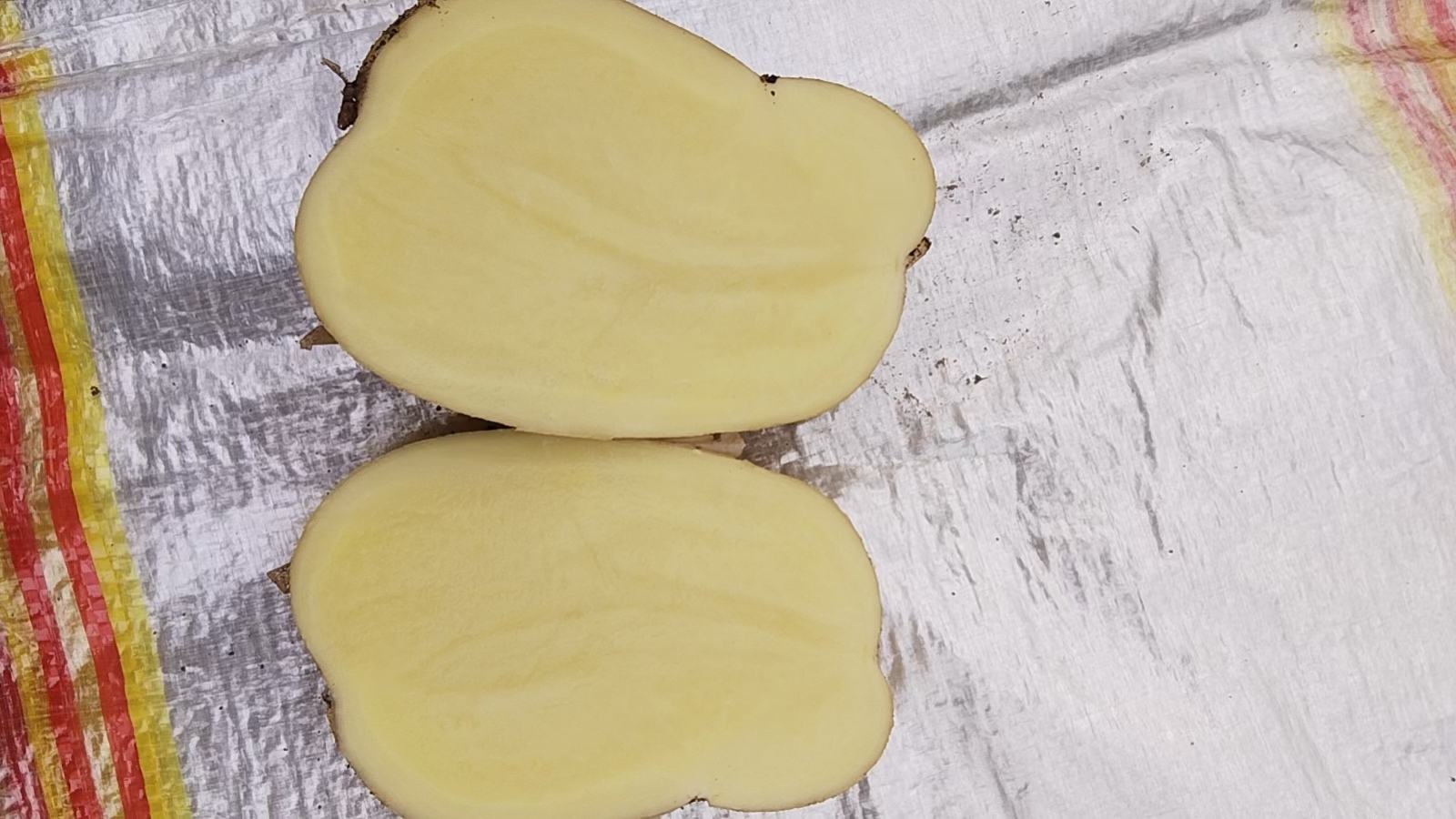 新鲜烟薯切开的横截面