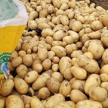 沃土土豆，黄心，沃土5号，全国发货，一手货源，质量高