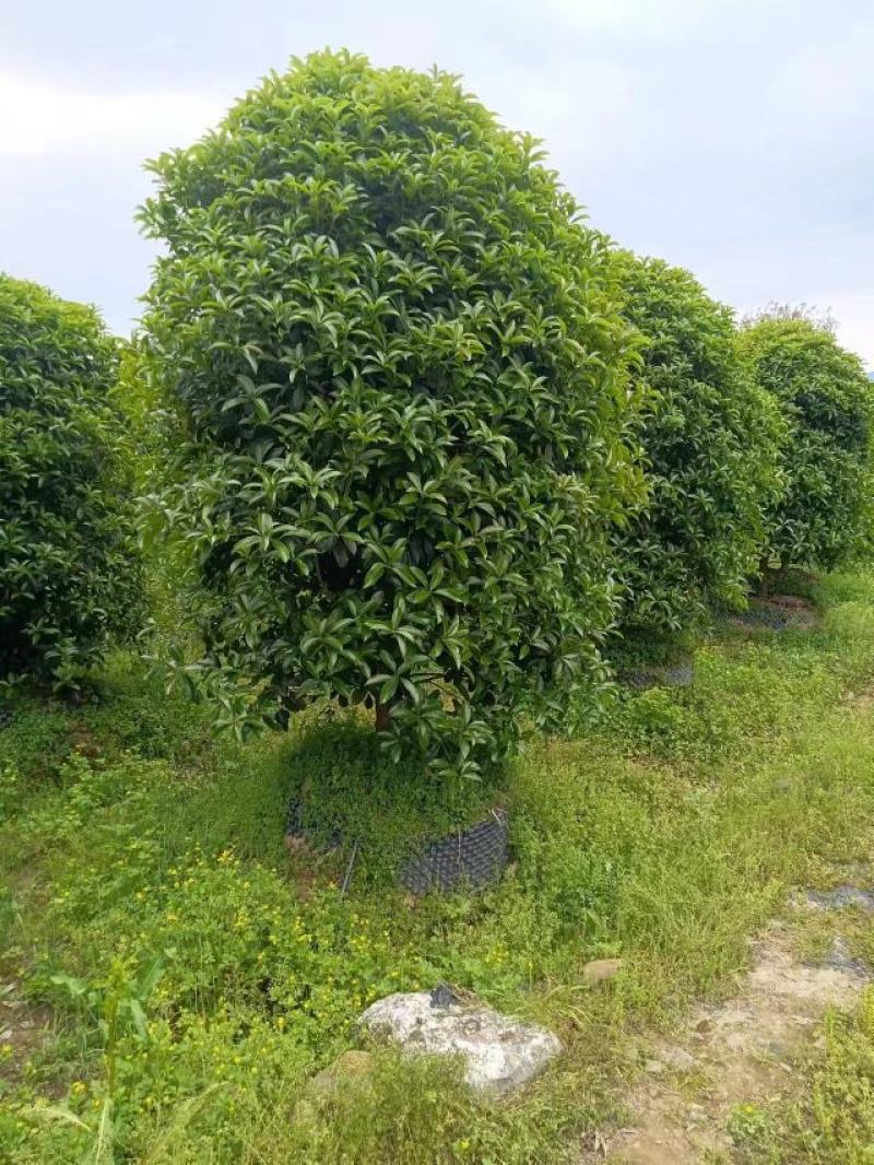 八月桂6~8cm8~10cm10~12cm12~14