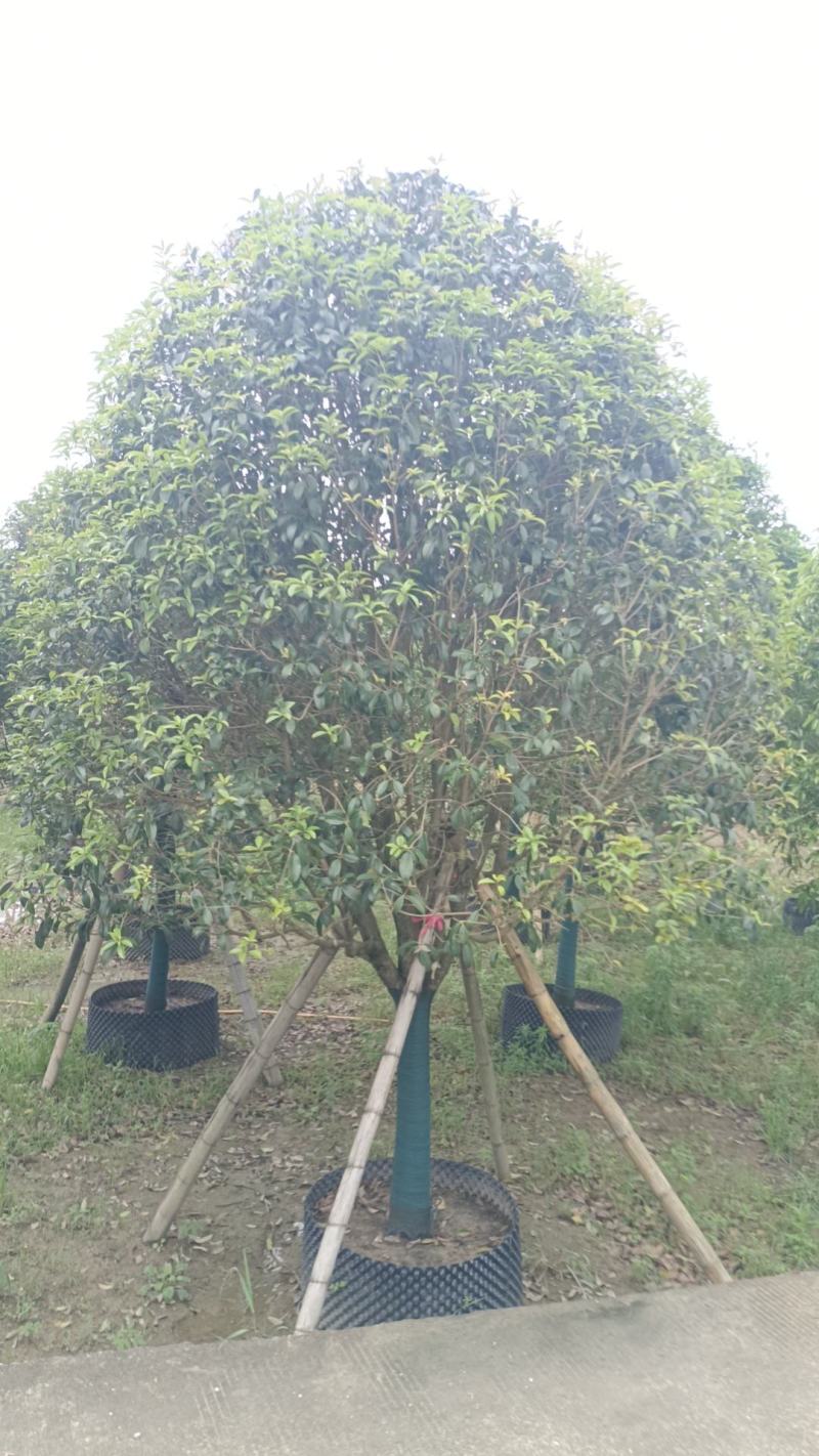 八月桂6~8cm8~10cm10~12cm12~14