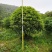 八月桂6~8cm8~10cm10~12cm12~14