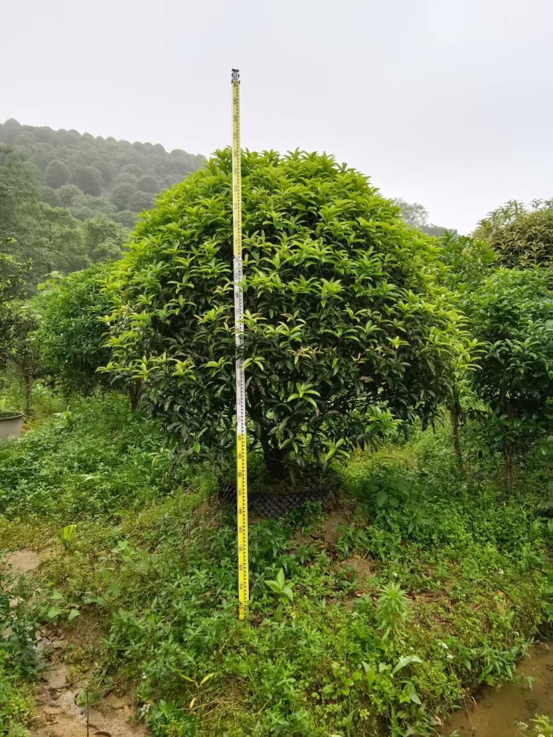 八月桂6~8cm8~10cm10~12cm12~14