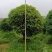 八月桂6~8cm8~10cm10~12cm12~14