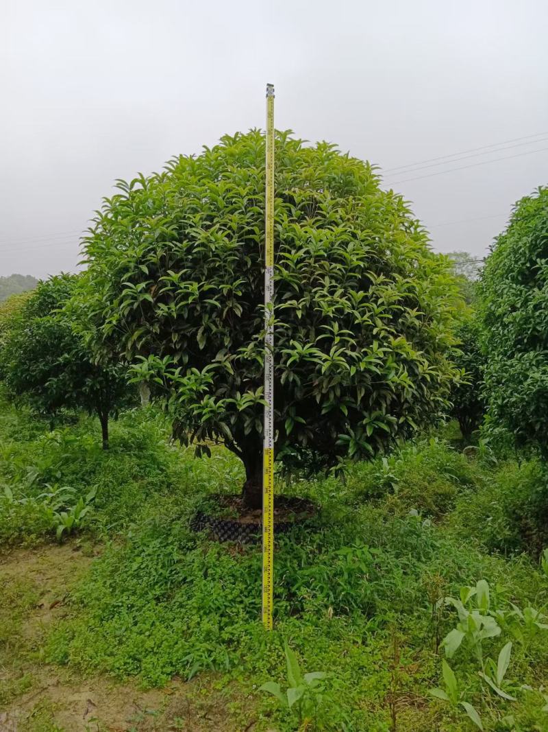 八月桂6~8cm8~10cm10~12cm12~14