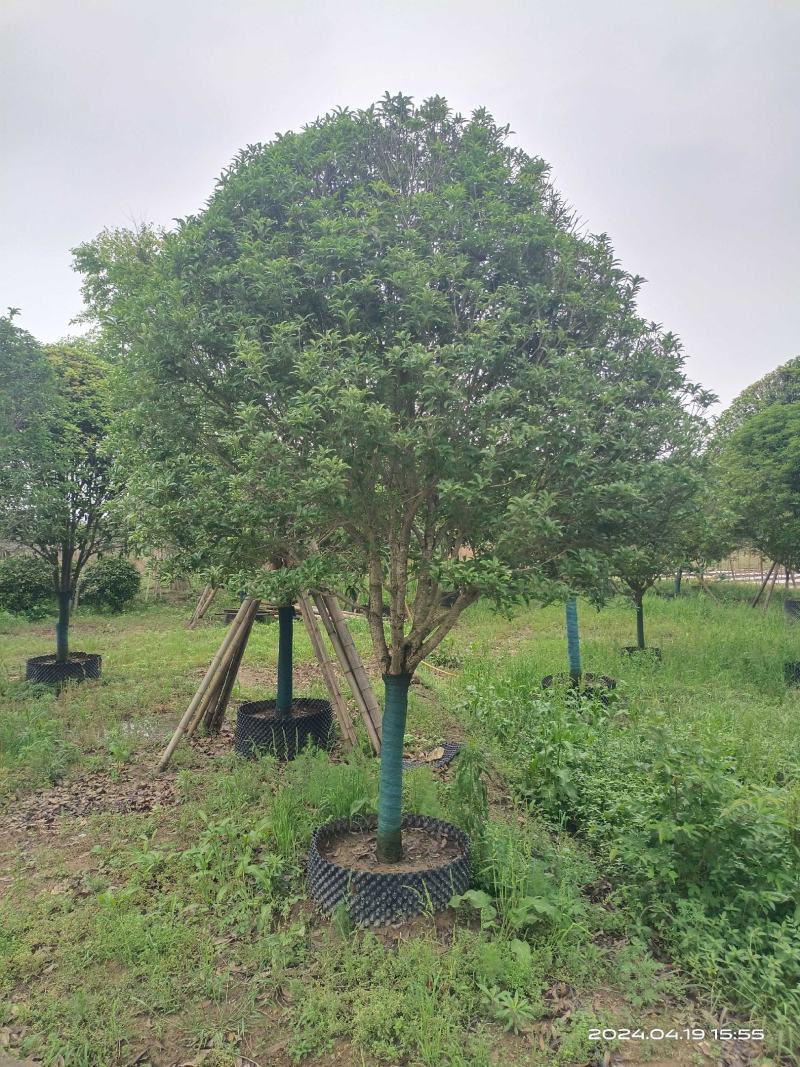 八月桂6~8cm8~10cm10~12cm12~14