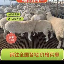 【牛商优选】精品活羊大量供应品质保证手续齐全
