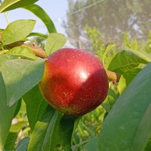 预售精品油桃，曙光油桃