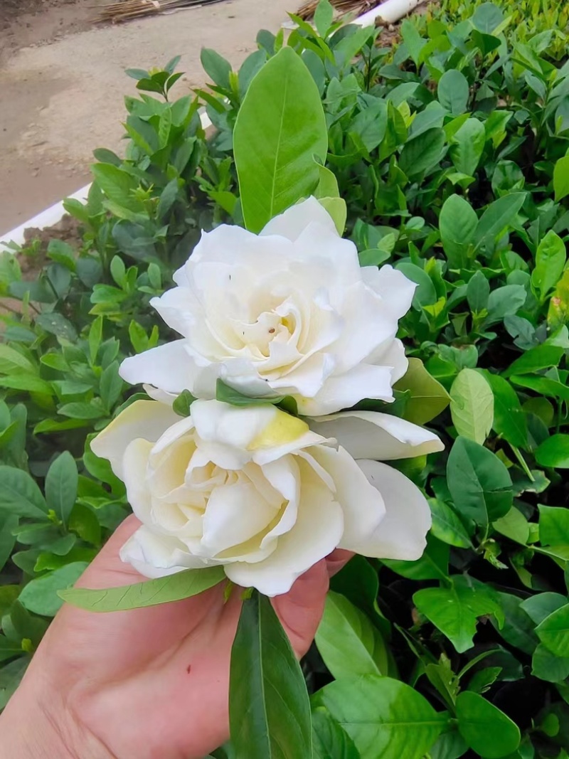 玫瑰栀子花中杯小杯基地直销质量好欢迎老板来电咨询合作
