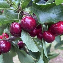 汉源车厘子套袋樱桃自己果园品质保证个大果甜