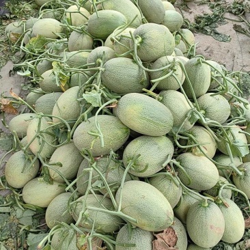 和县小蜜25大量上市