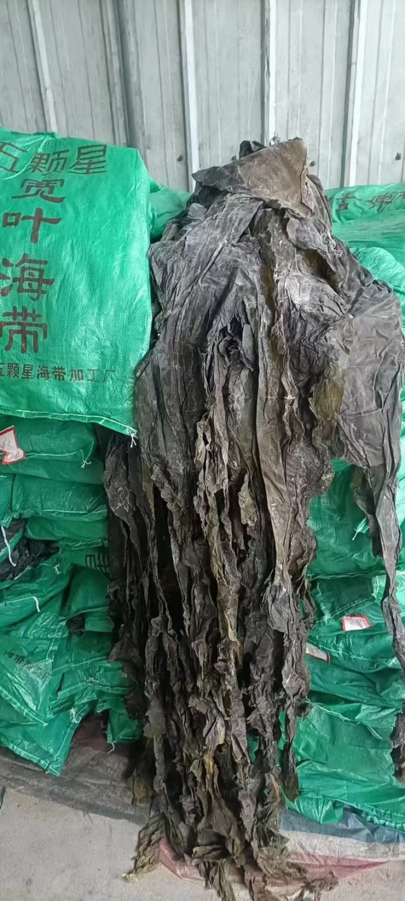 精品海带30斤装50元50斤装都有现货