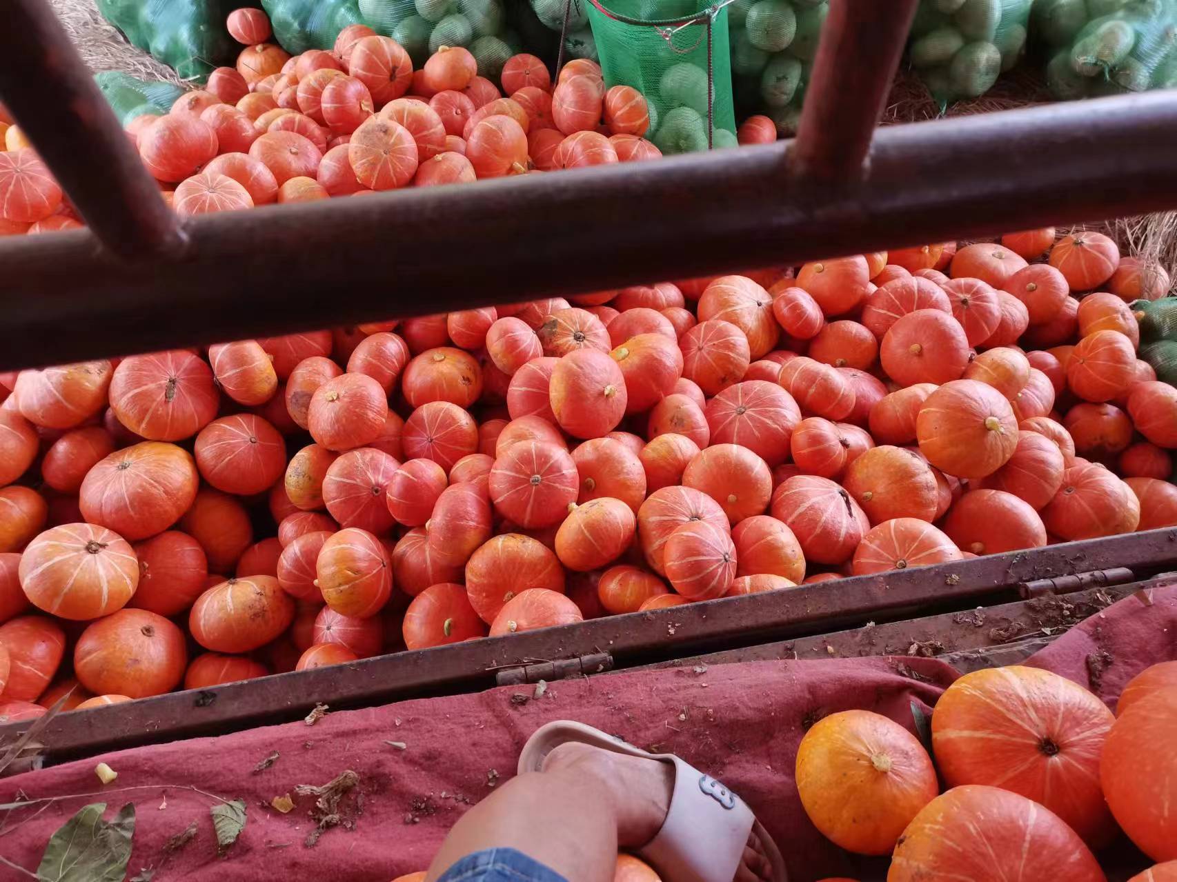 晒干的板栗南瓜片