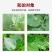 31%阿维灭蝇胺美洲斑潜蝇鬼画符潜叶蛾杀虫剂